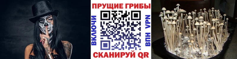Купить  Чаплыгин  Псилоцибиновые грибы мухоморы 